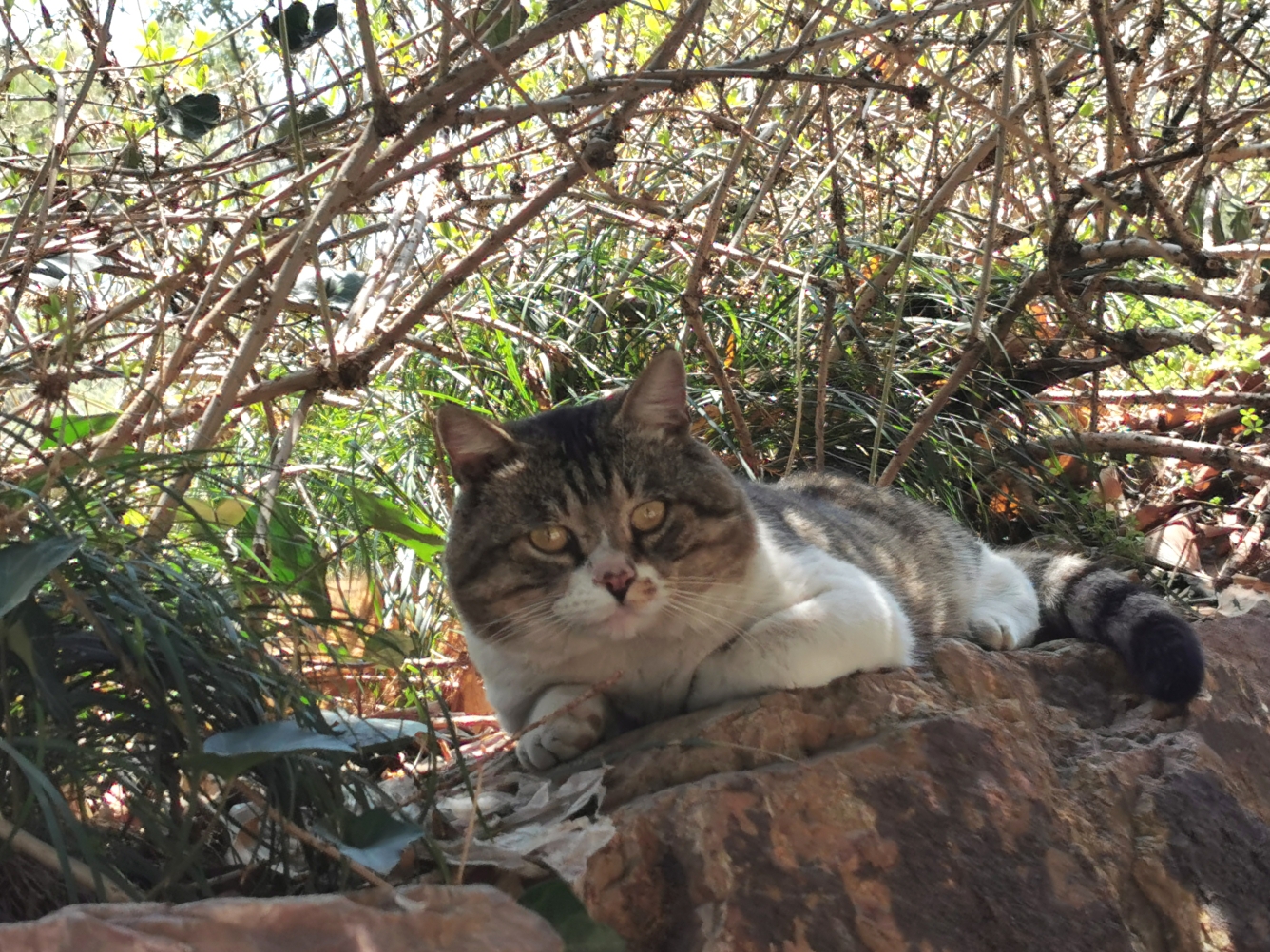 可爱的猫咪_2