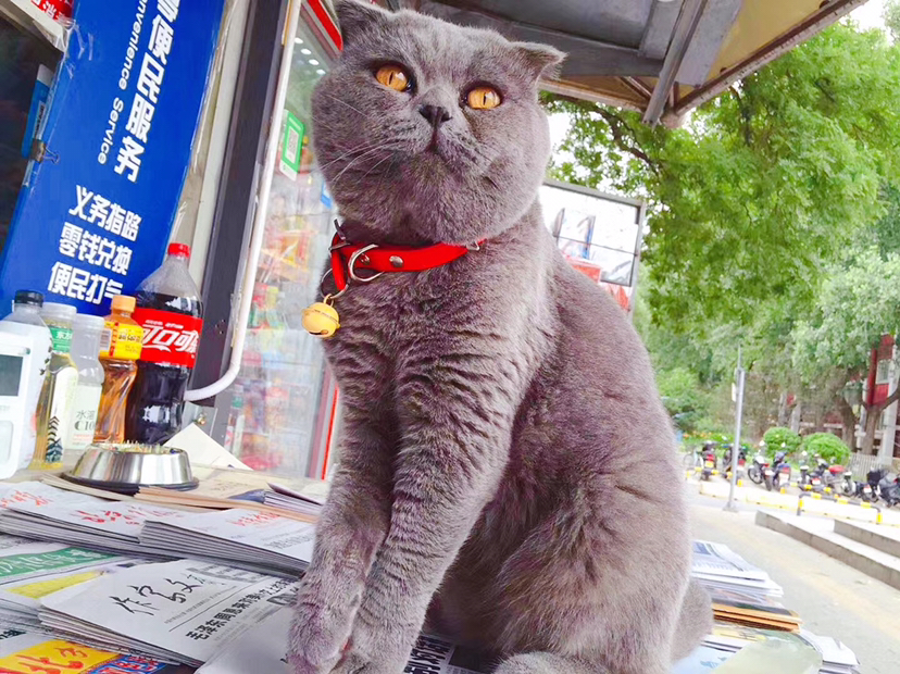 开心的杂酱面 Happy Mix Noodles_4