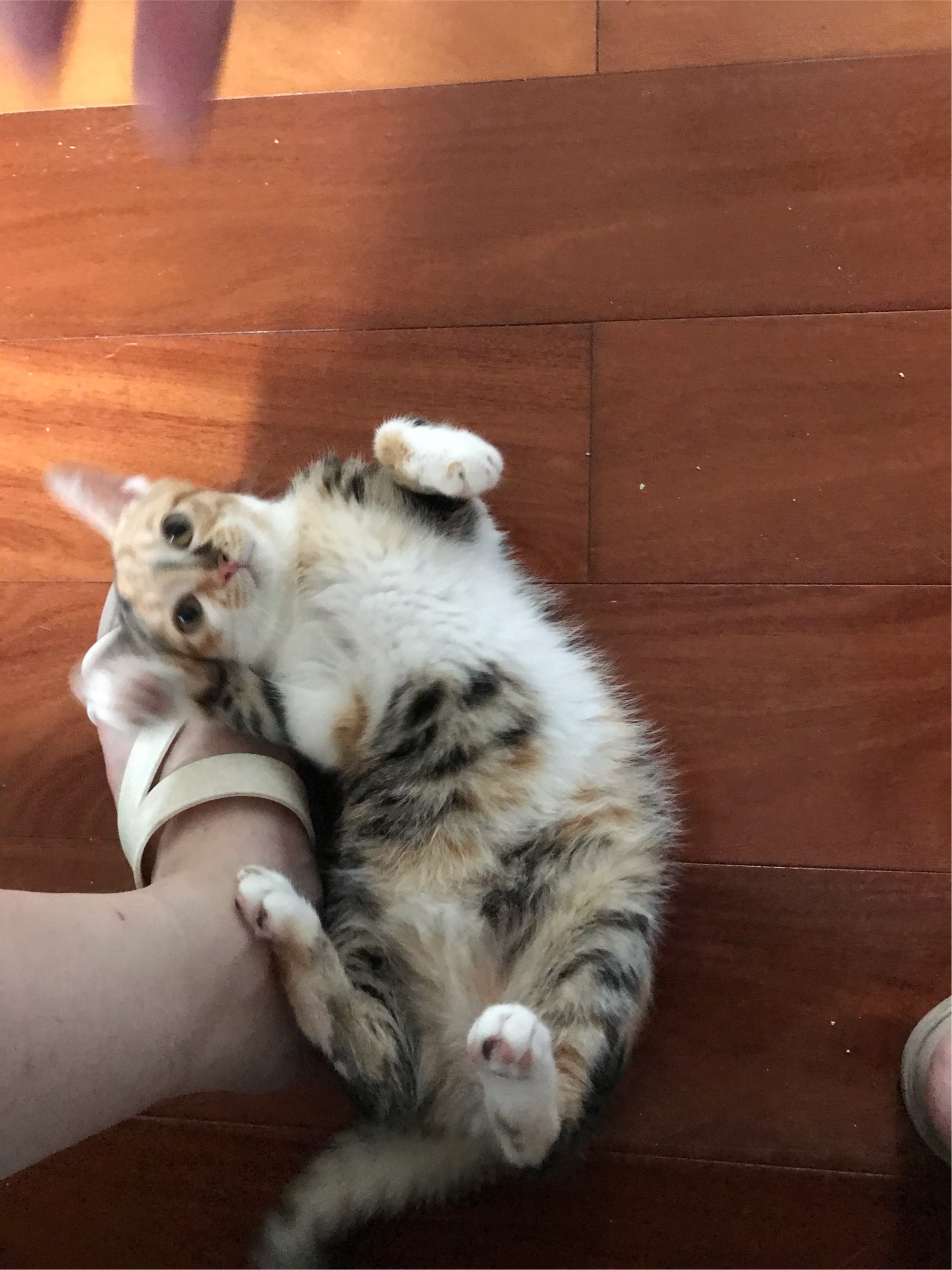 Temporary home (foster) needed in Shanghai_3