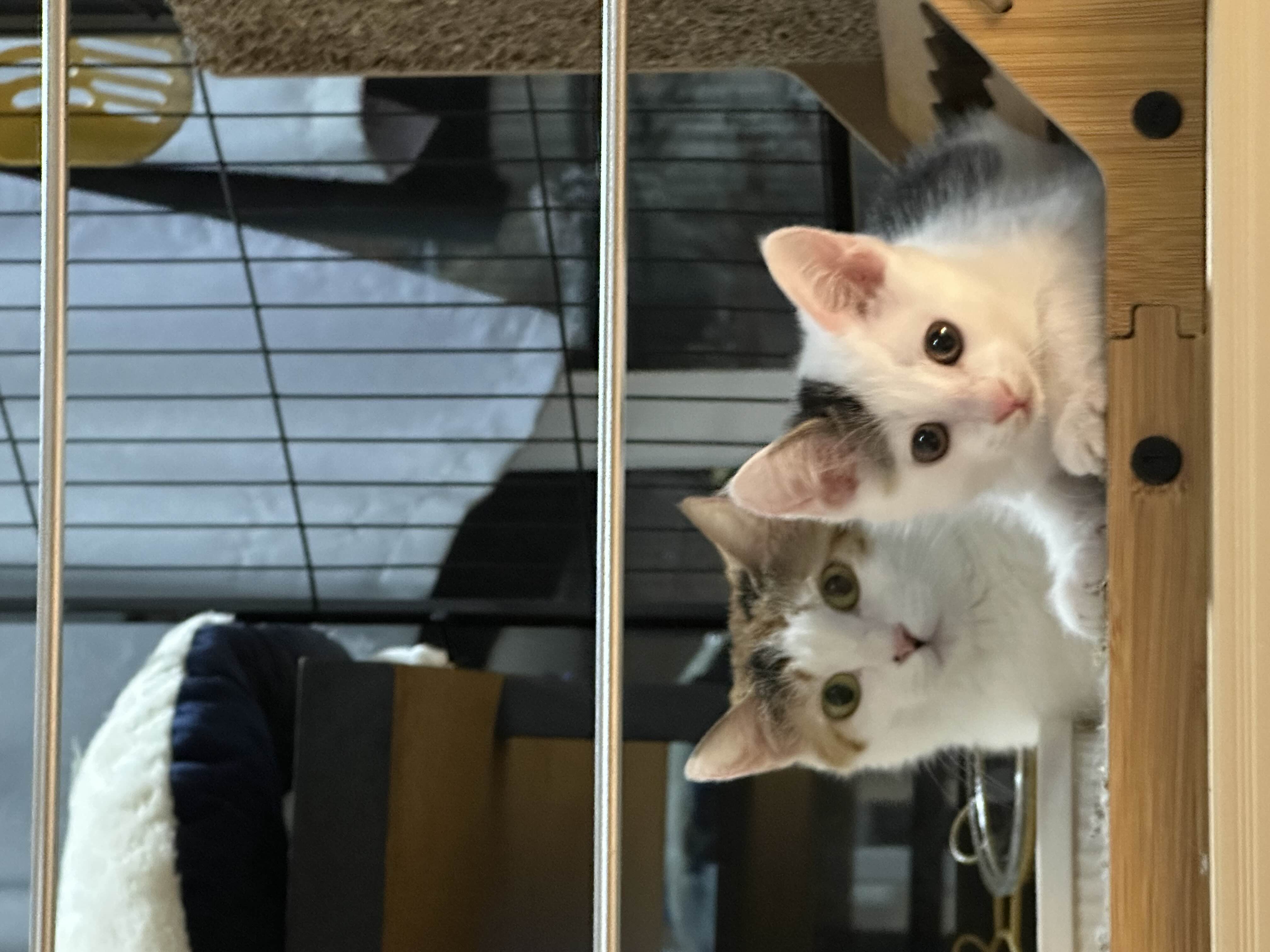 三月大猫咪免费领养｜已打疫苗已驱虫_3