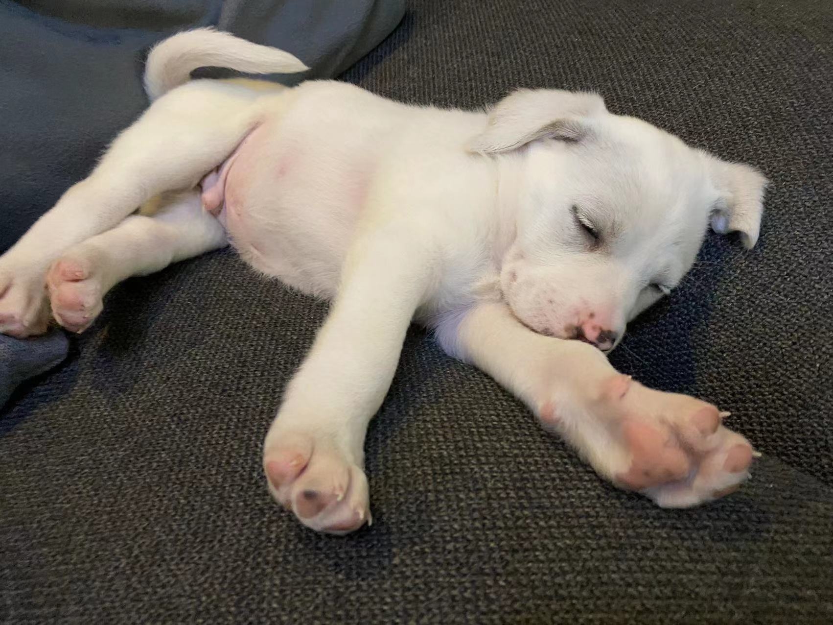 Puppies Snow&Oscar. Adoption _3