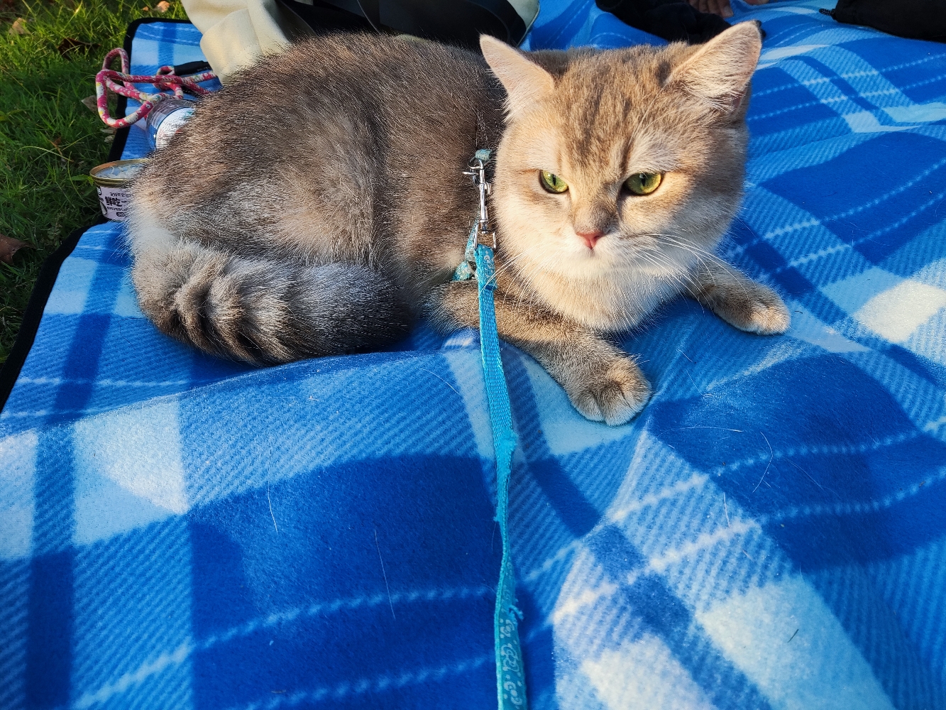 招亲（家里的是弟弟）_2