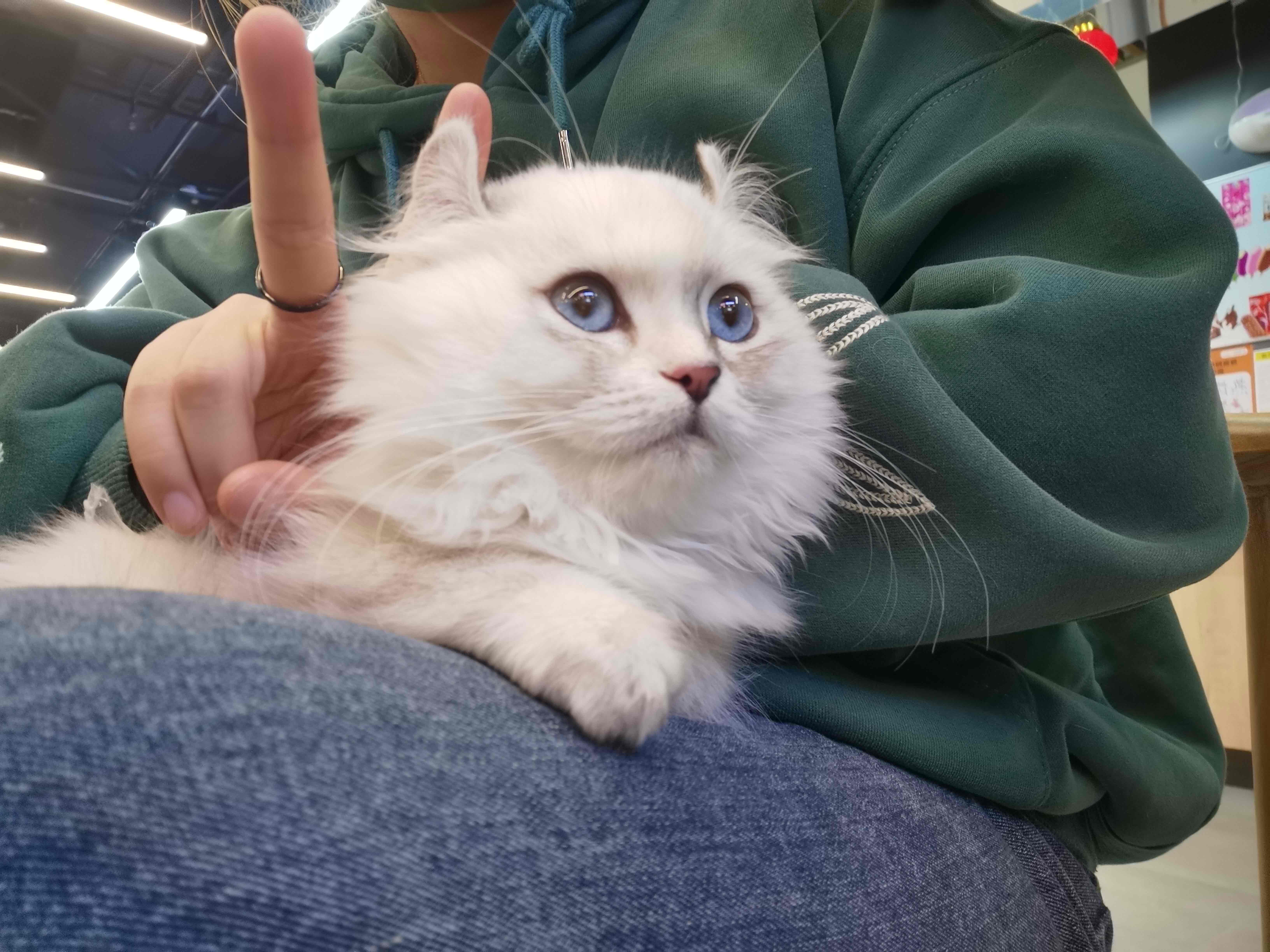 给家的小喵征集个老公_3