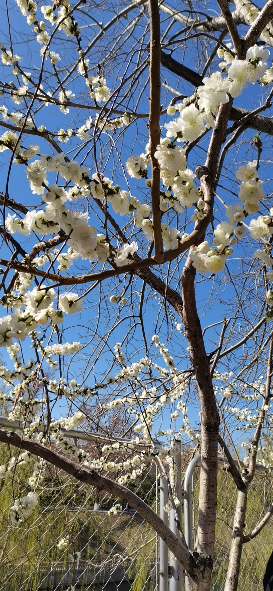 玉淵潭公園 活动 _2