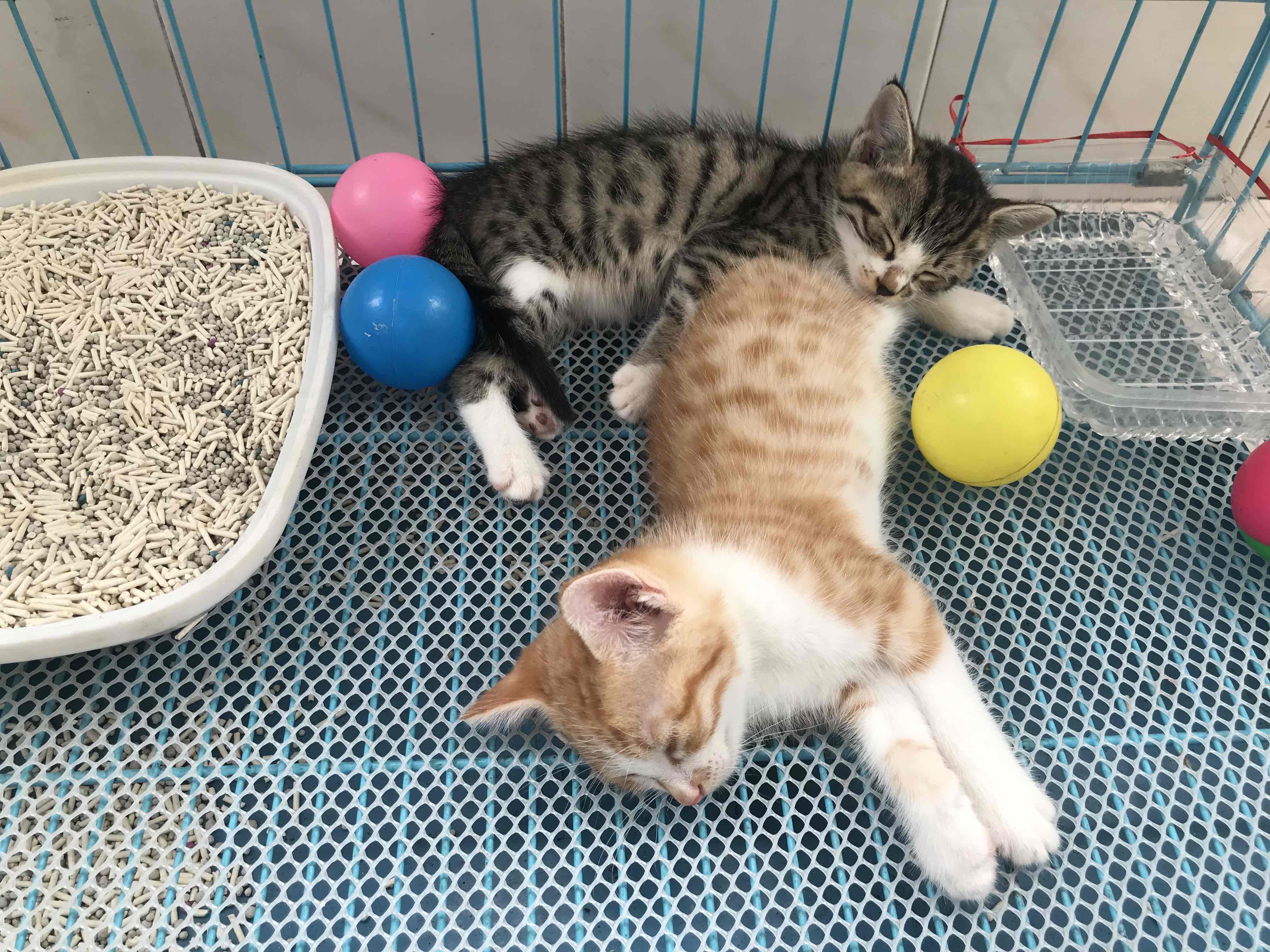 无偿领养   已领养_4