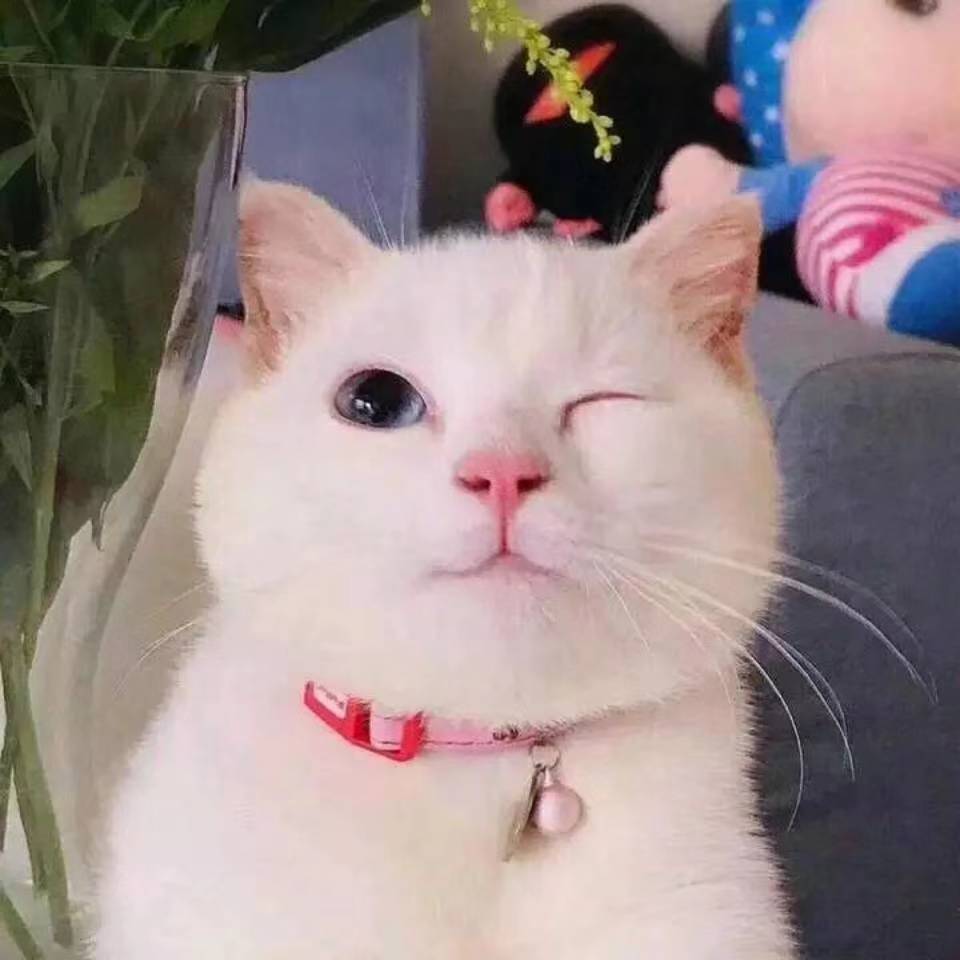 猫咪