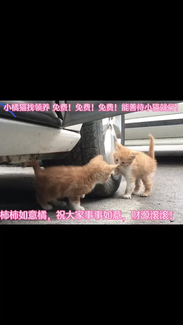 小猫找领养 免费。 领养结束感谢！