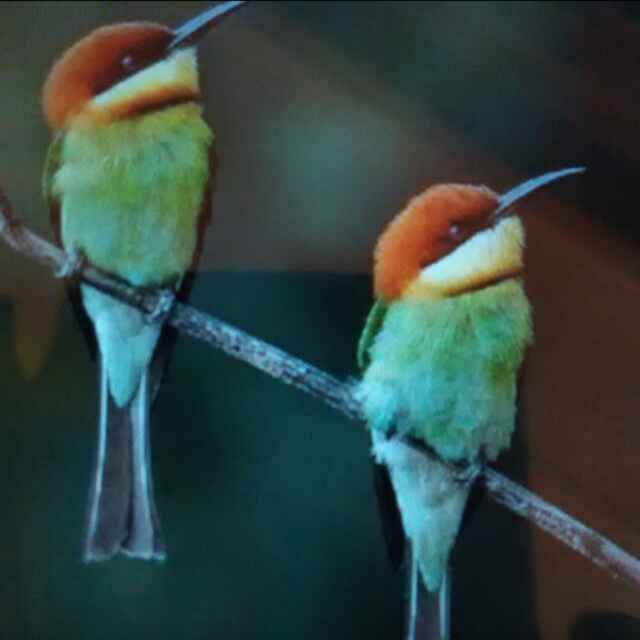 春天