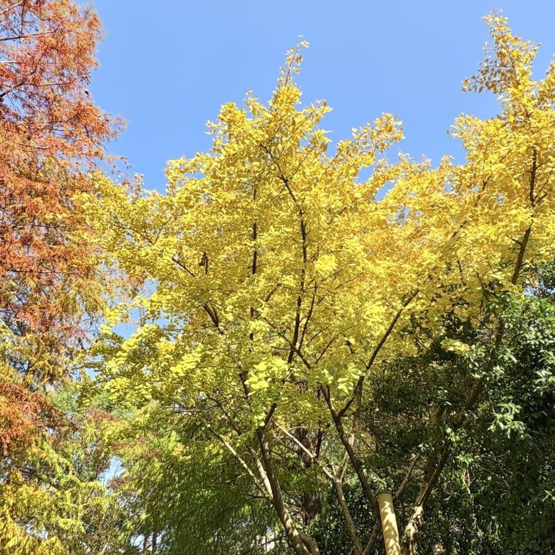 土木金星