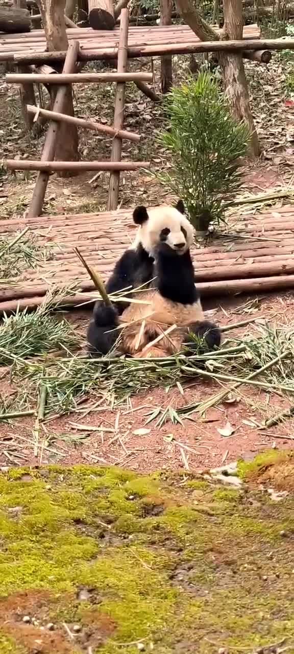 大熊猫还是很可爱的，成都话真的很好听 