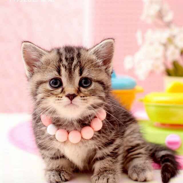 爱钓鱼的猫