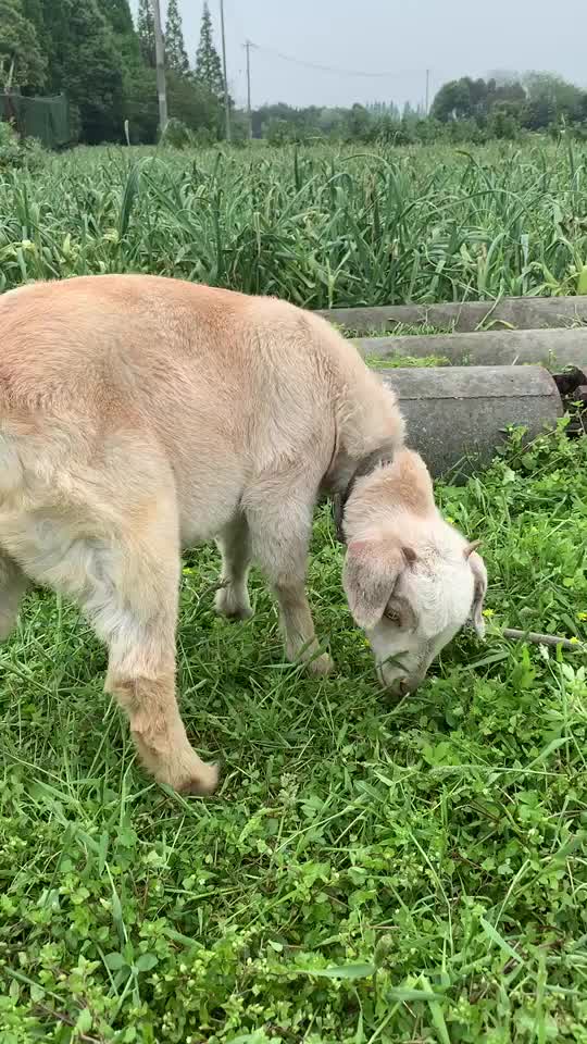 麦田遇见羊咩咩