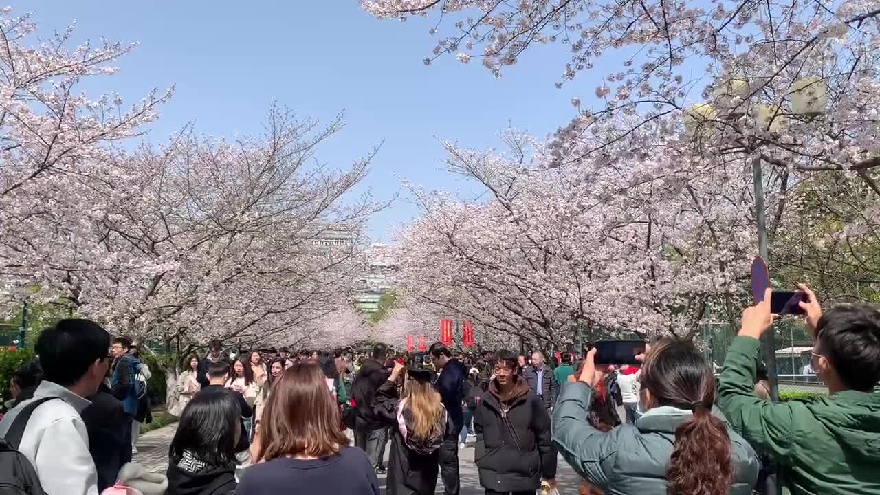 同济樱花🌸
