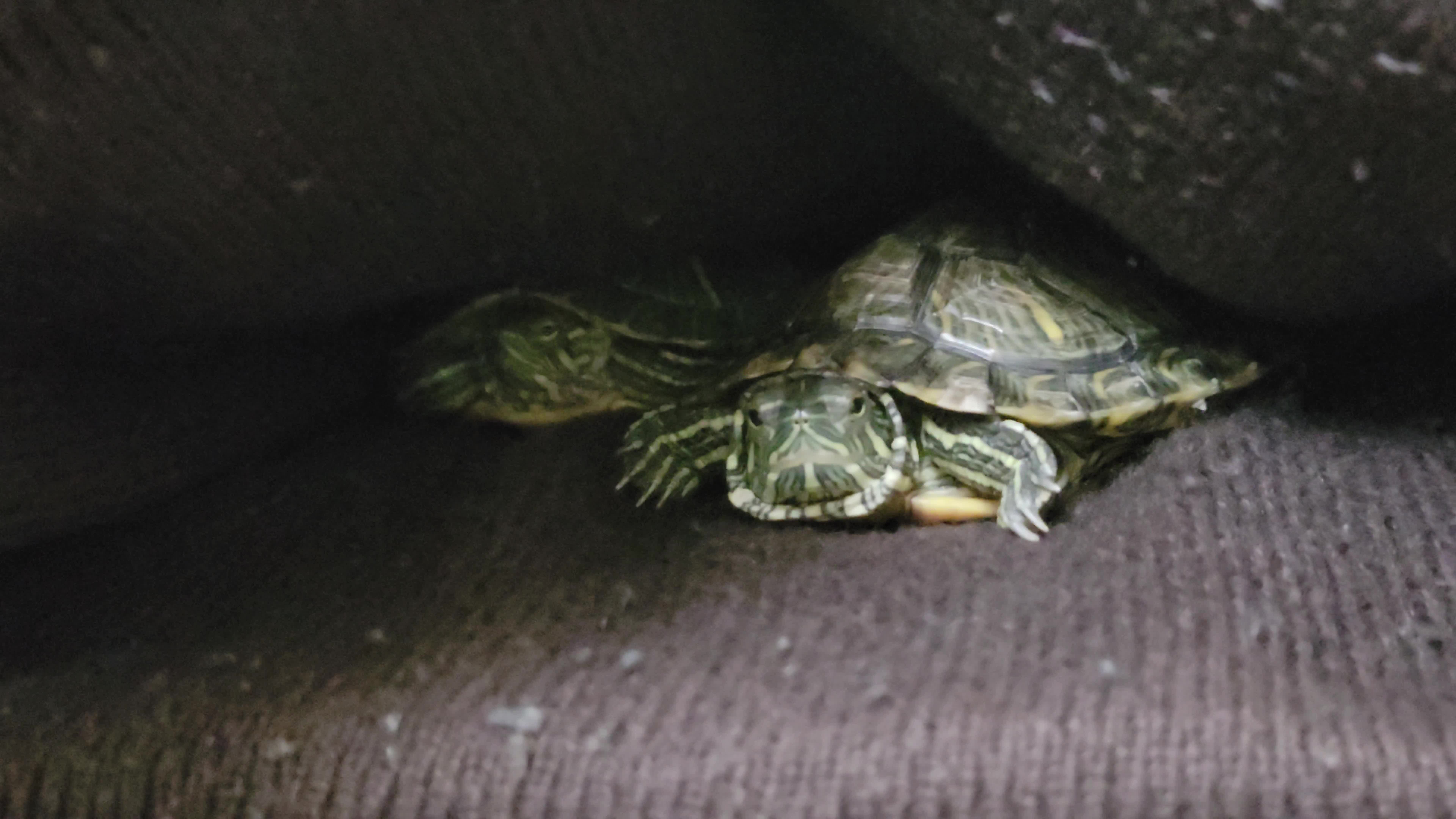 My darling sliders 