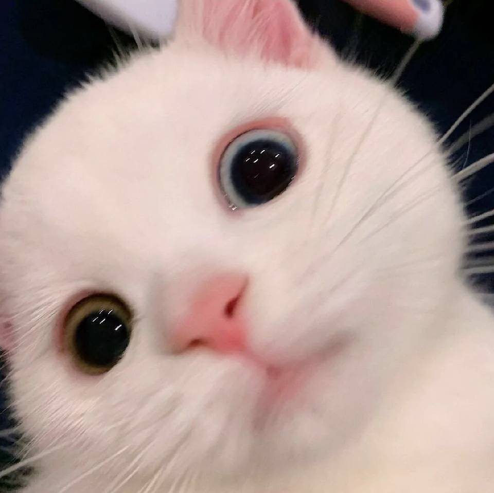 蓝蓝