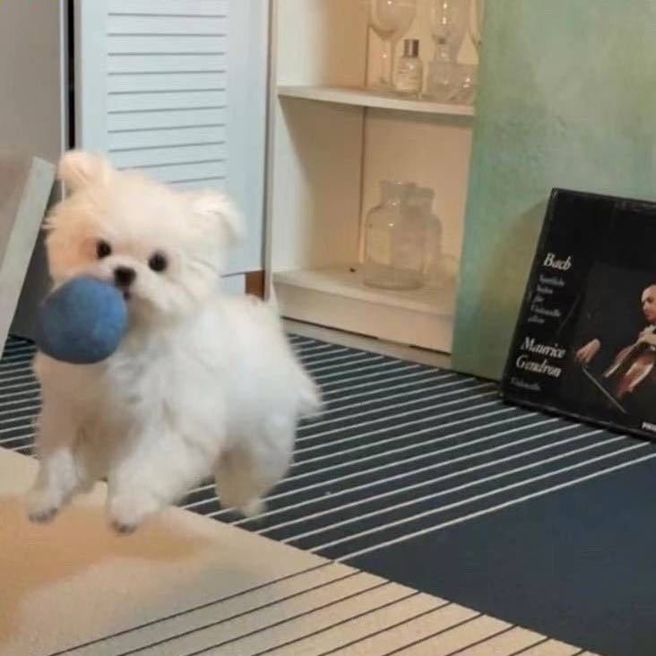 小鱼
