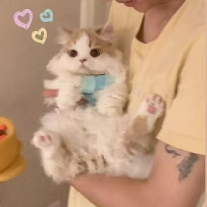 龙