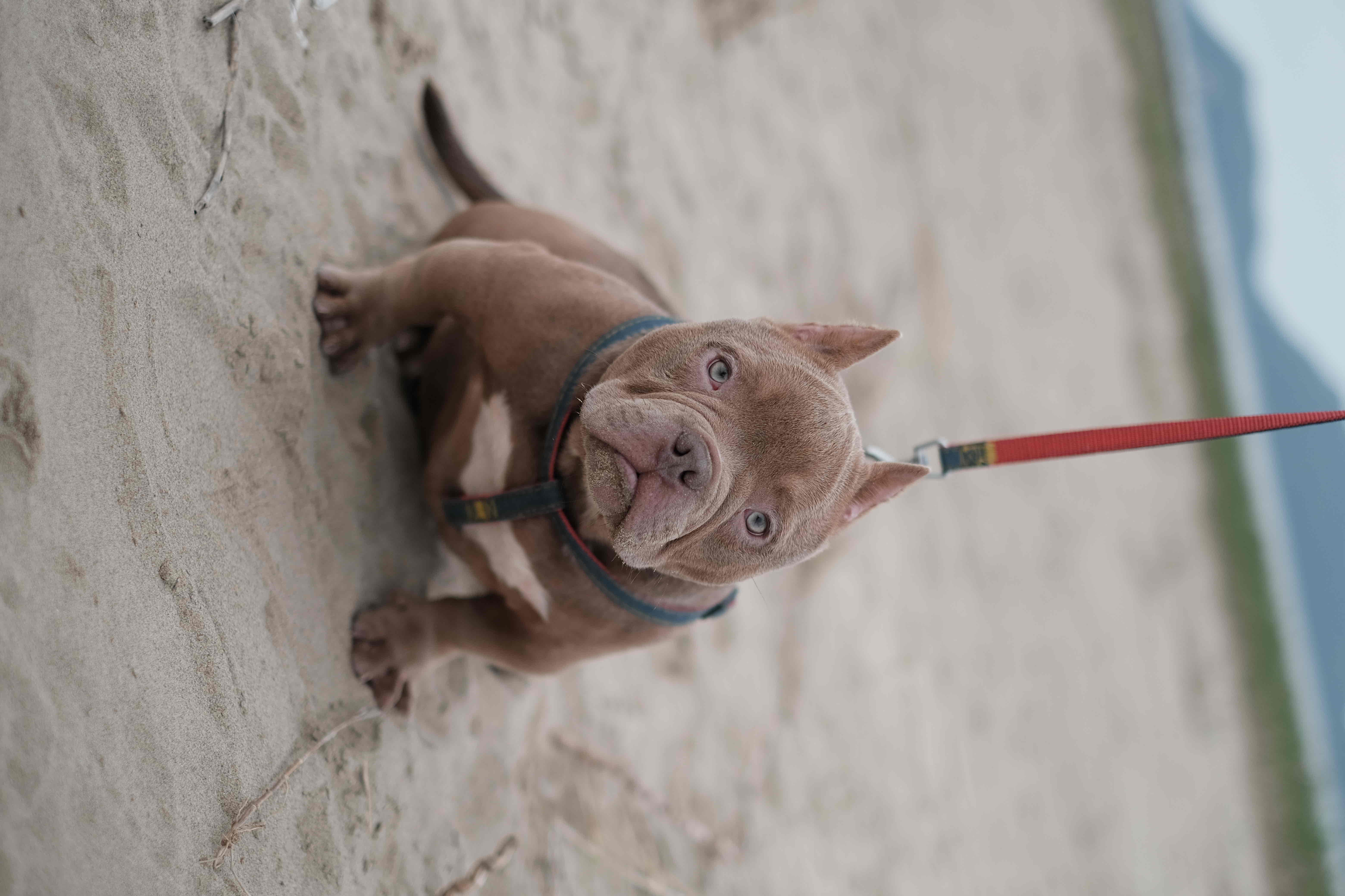 American bully_4