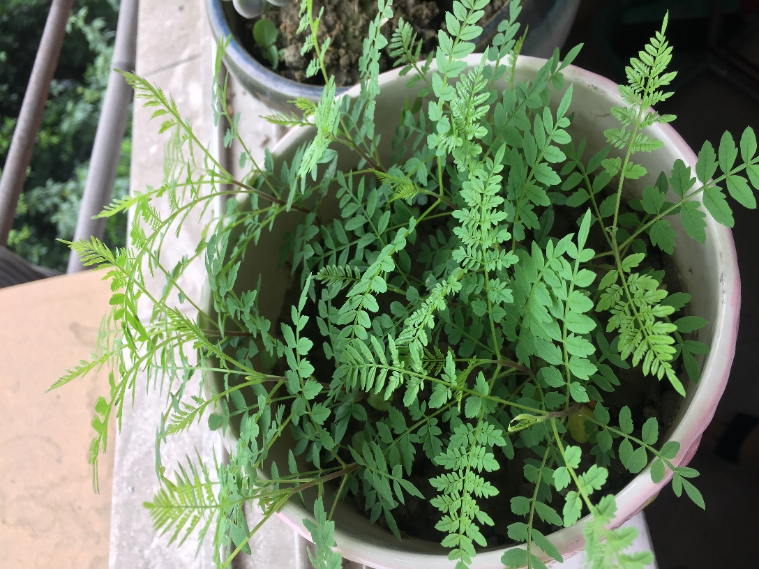 小区楼下的樱花，小蔷薇花都开啦☺️，阳光_3