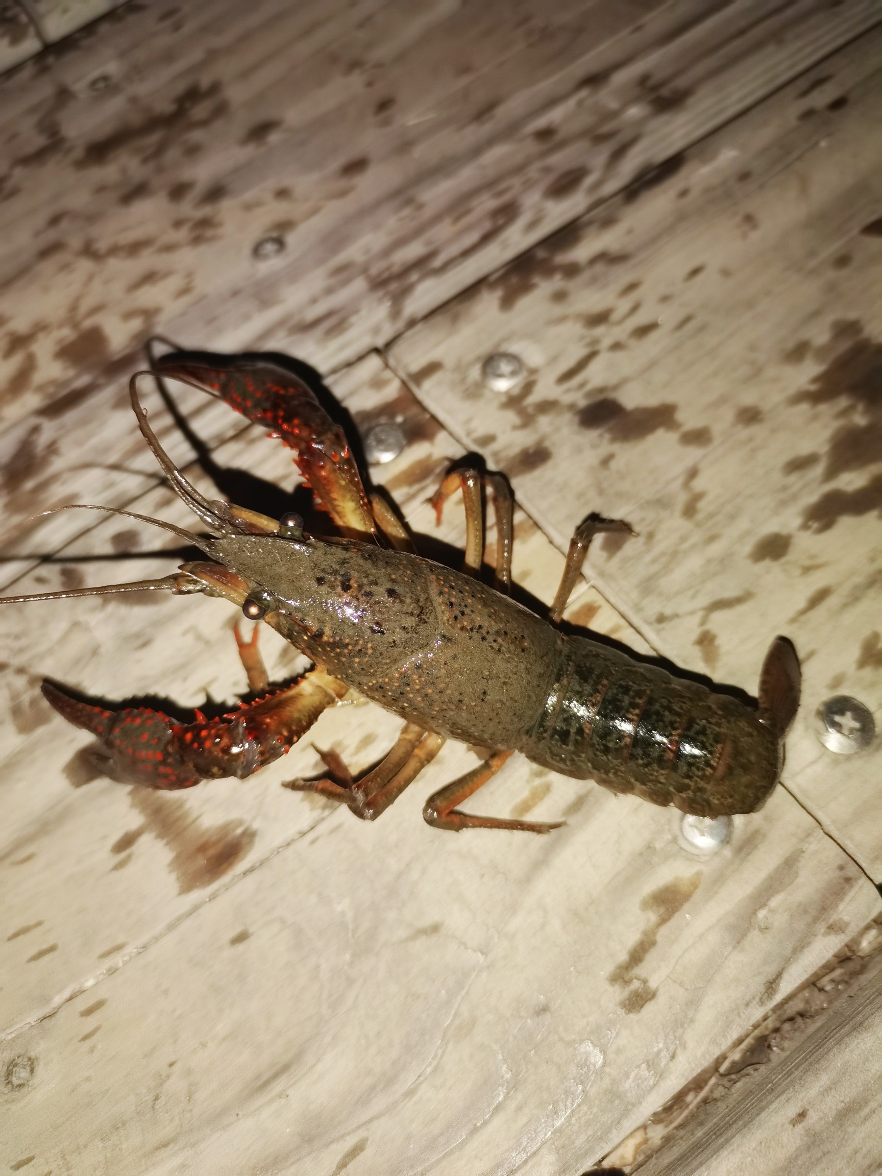 夜袭 湿地小龙虾🦞