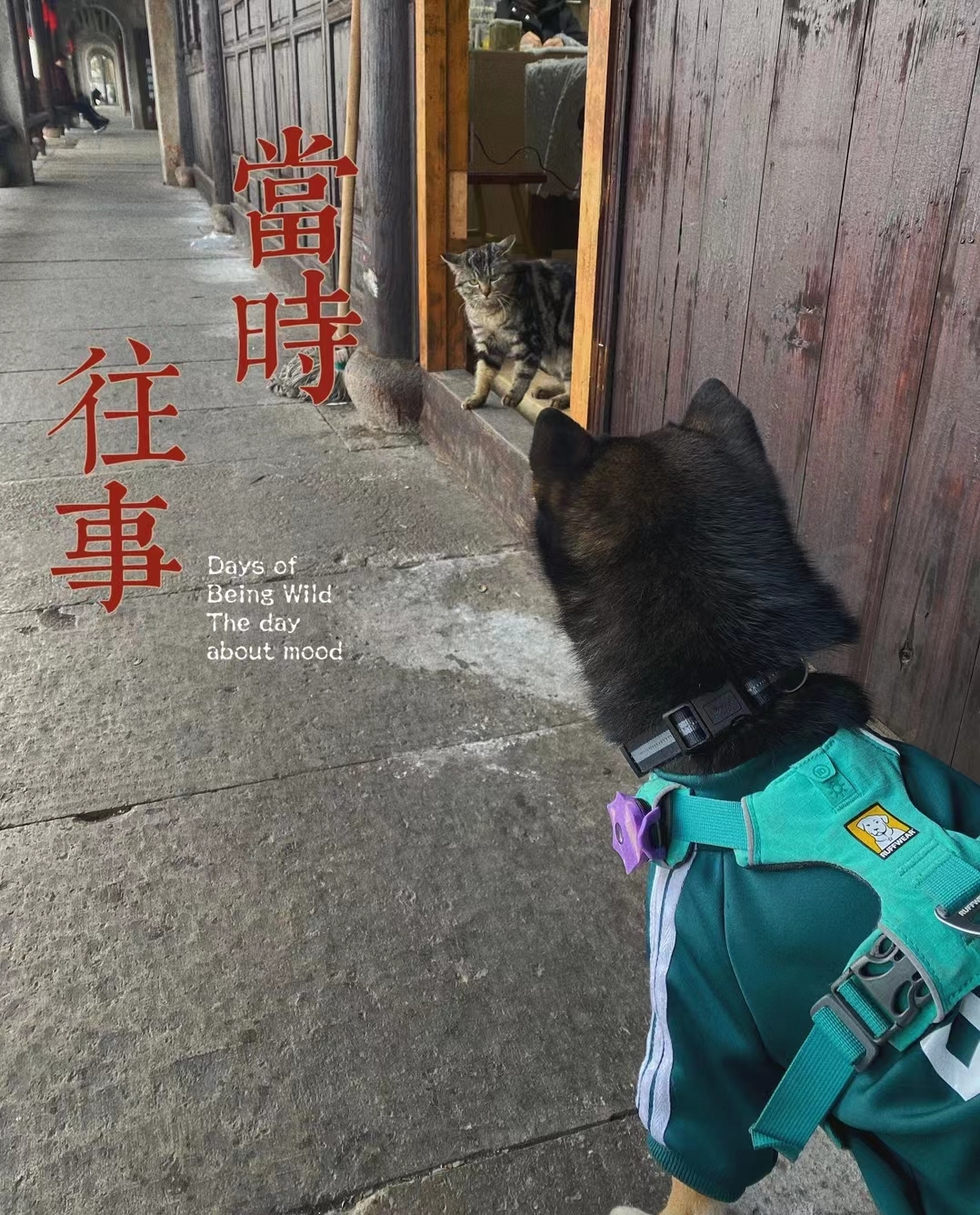 萌萌达！ Social  Pets _3