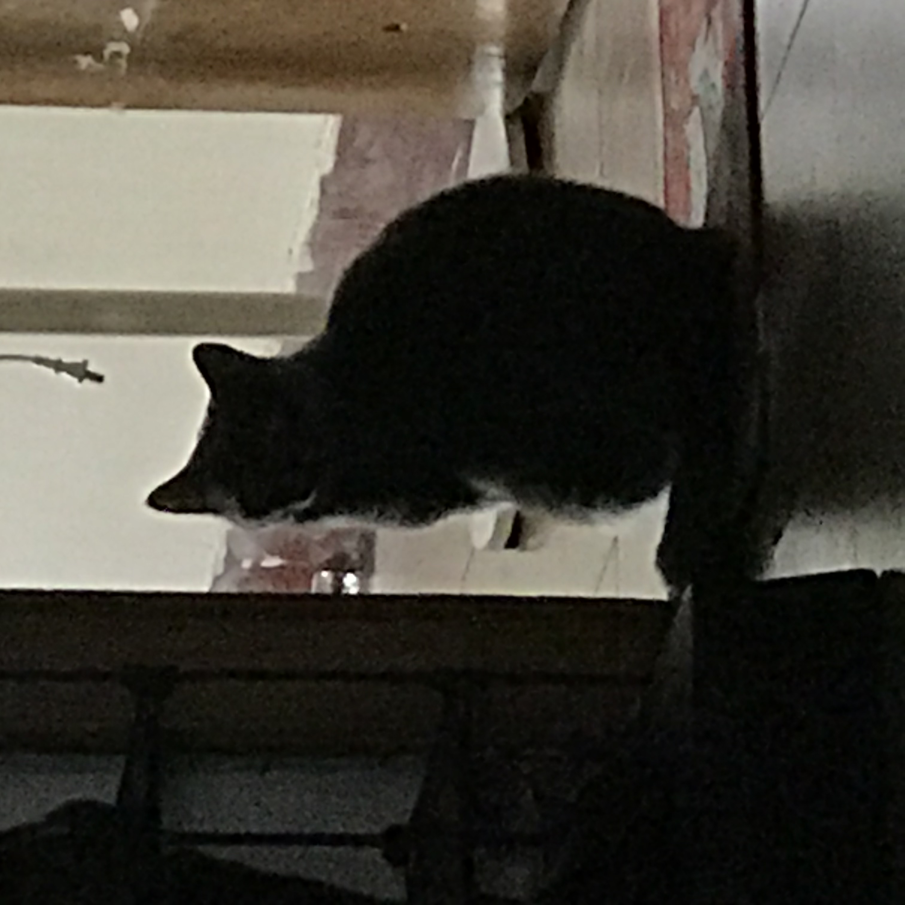 🏠有丑🐱 哈哈哈_4