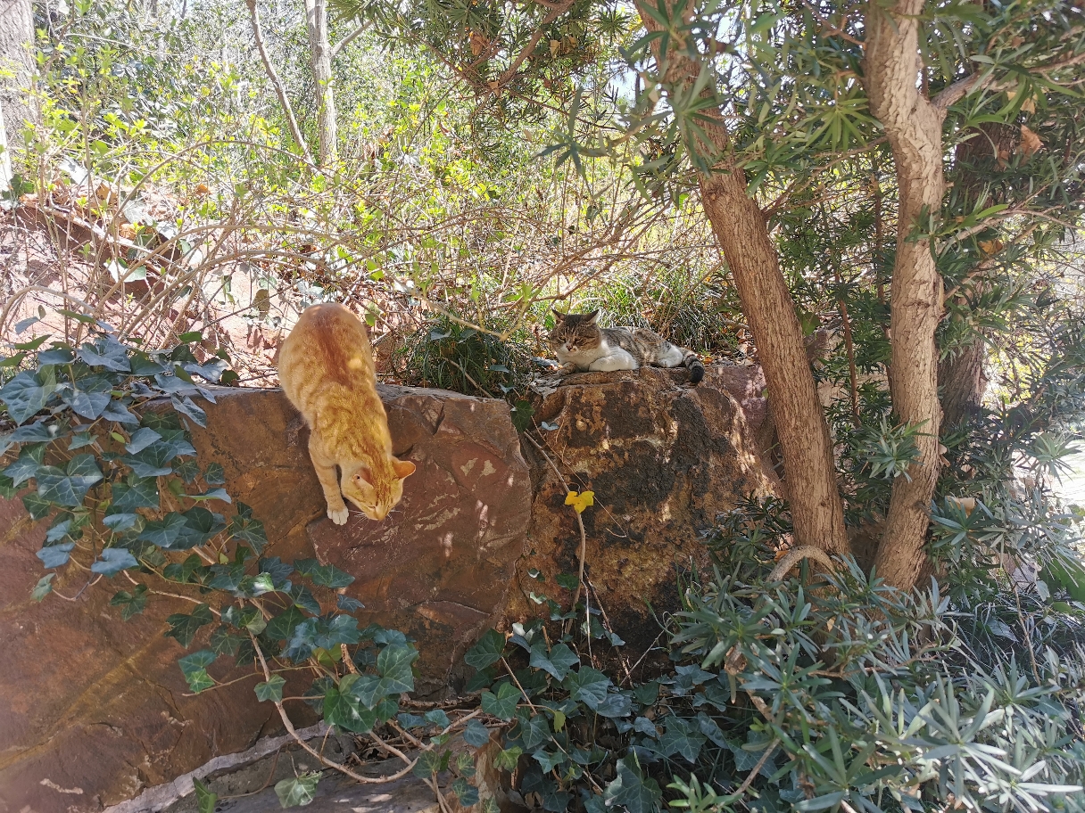 可爱的猫咪_3