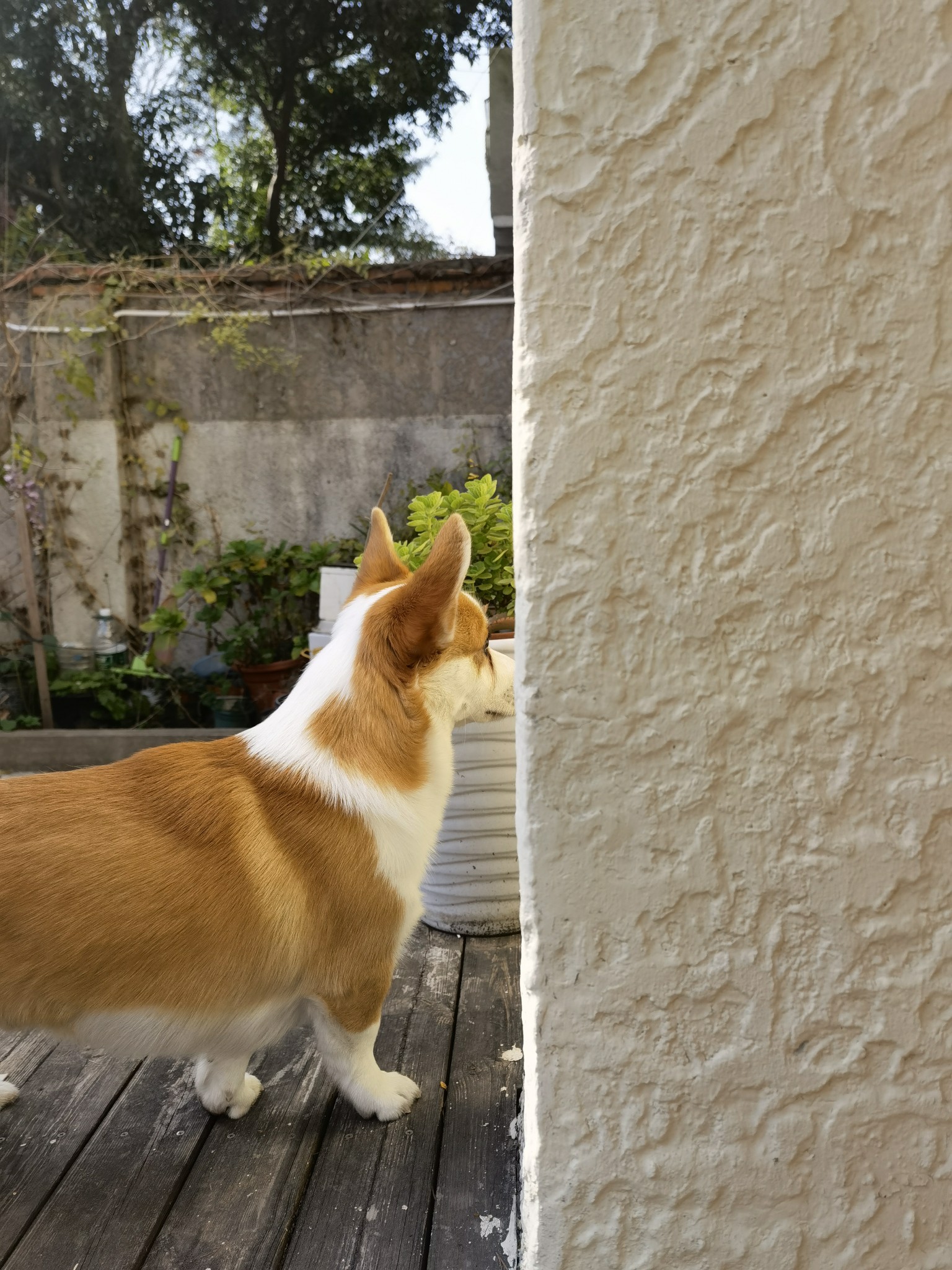 院子里，陪狗子晒太阳☀️