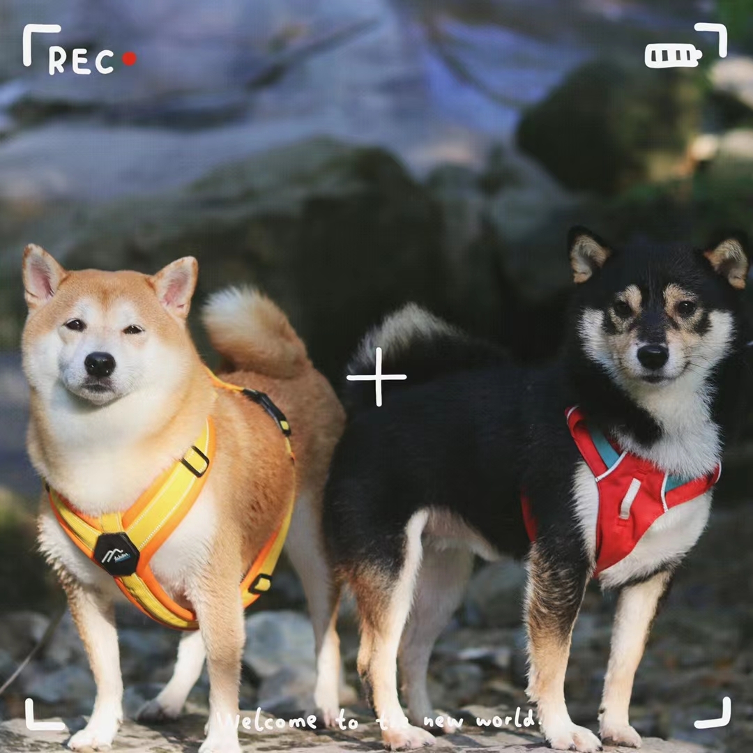 是你的小奶狗🐶 _3