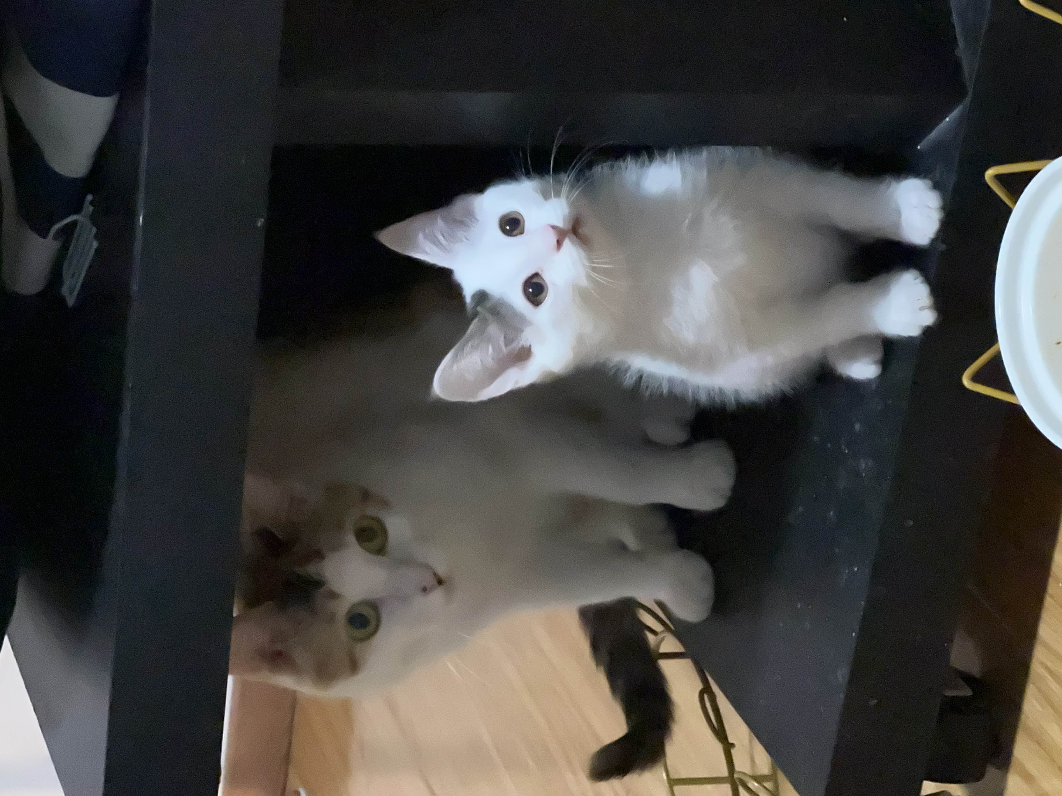 三月大猫咪免费领养｜已打疫苗已驱虫_4