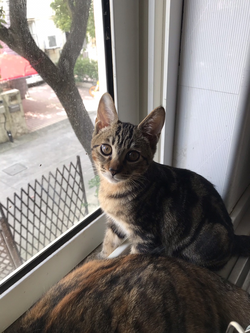 Kitten for Free Adoption_4