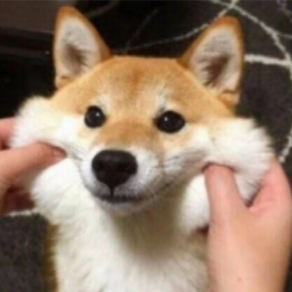 胖球