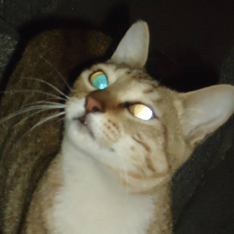 猫猫头