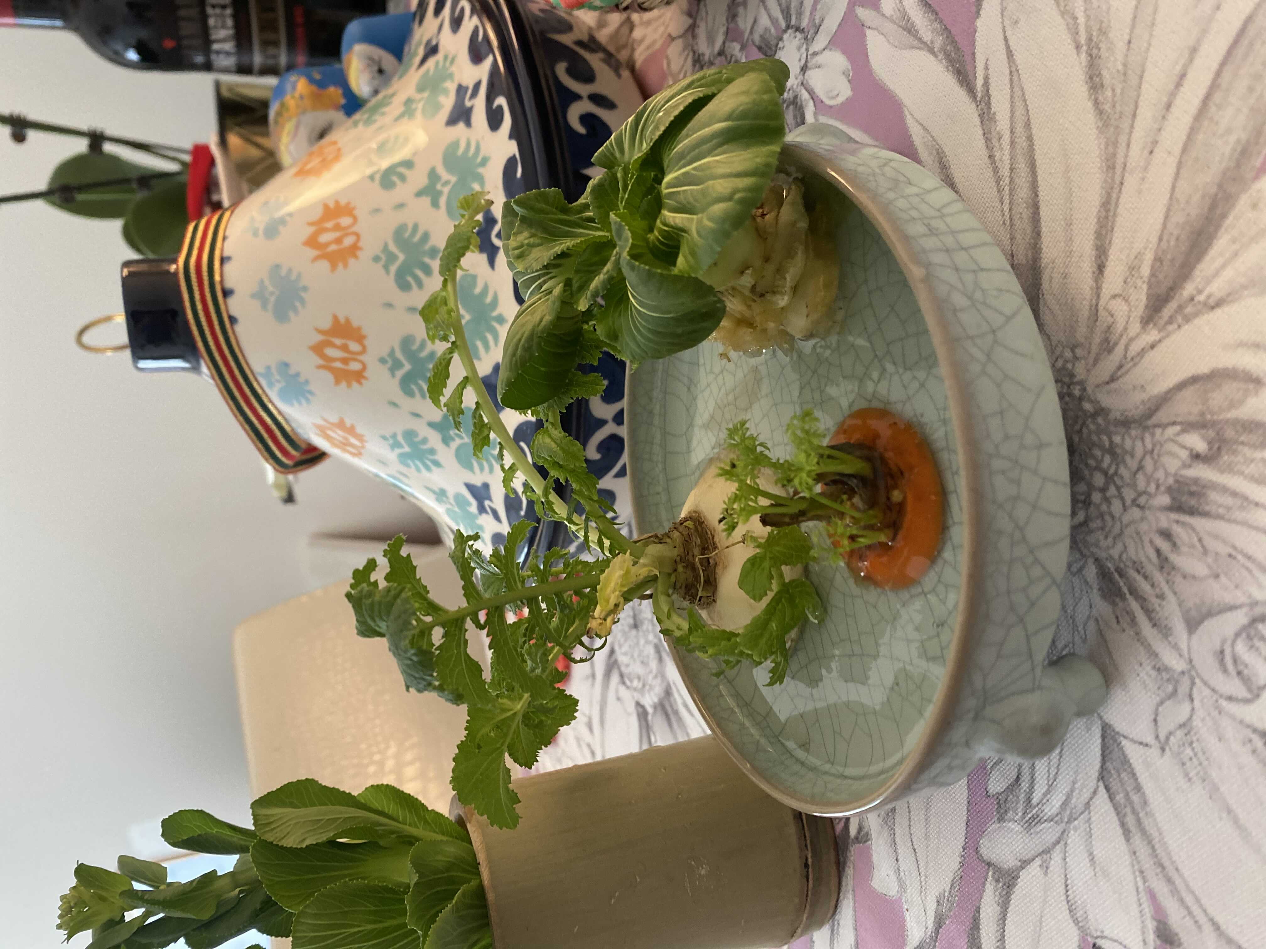 Lockdown Food or Flower?_2