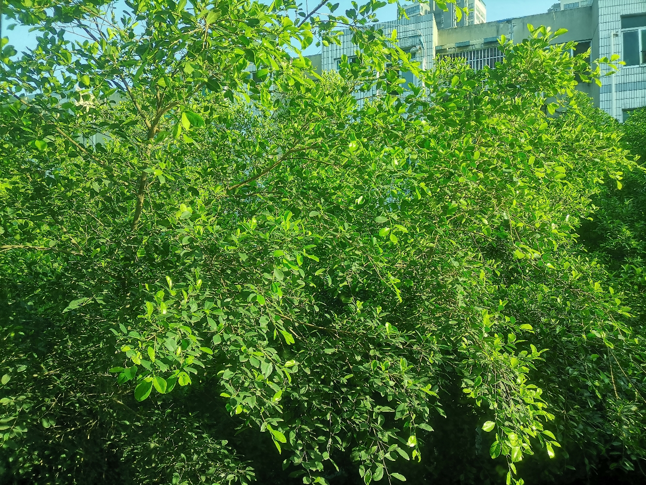 小区楼下的樱花，小蔷薇花都开啦☺️，阳光_4