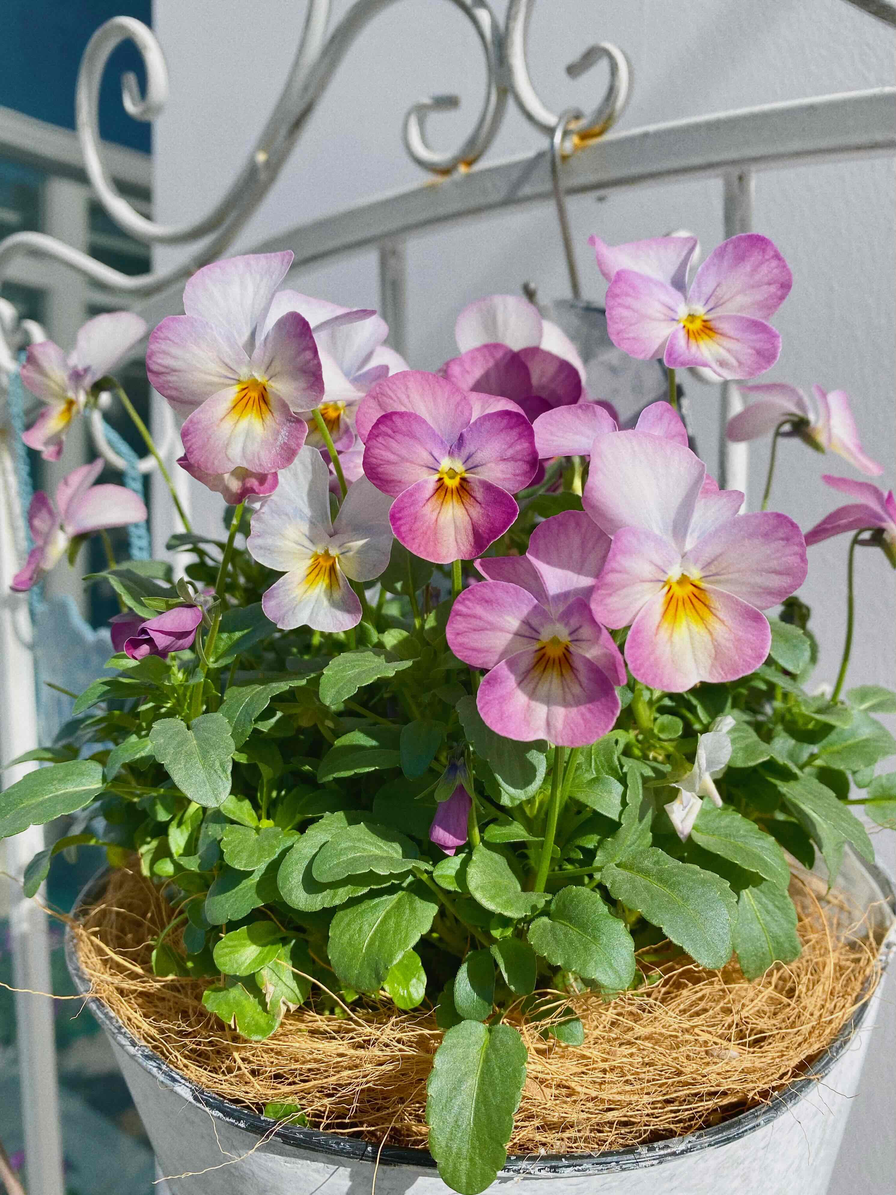 不会养花的花农👩‍🌾一定不是好厨子👩‍🍳_4