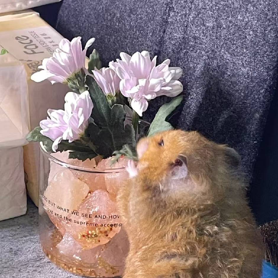 玛卡巴卡呆jio不