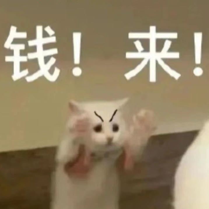 流浪猫猫头