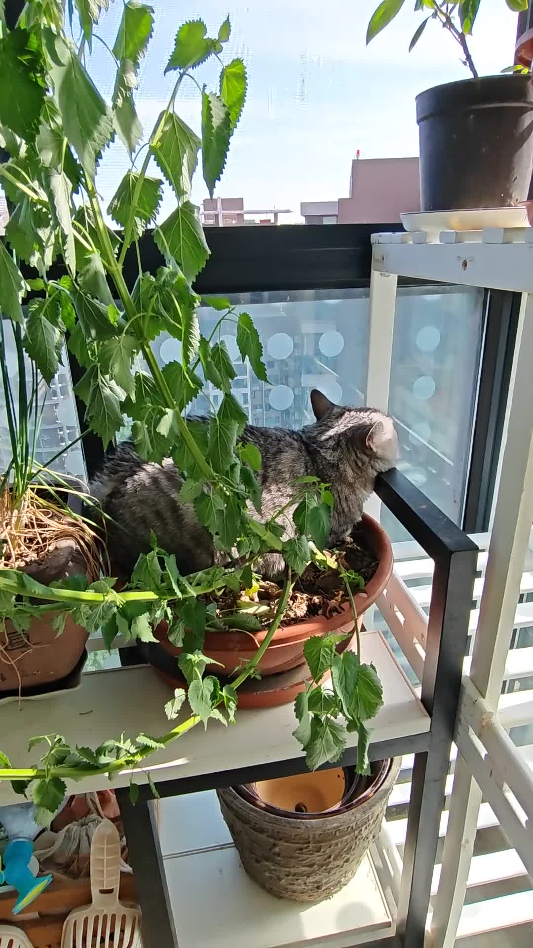 无土不欢，喜欢蹲在花盆里看鸟的猫～