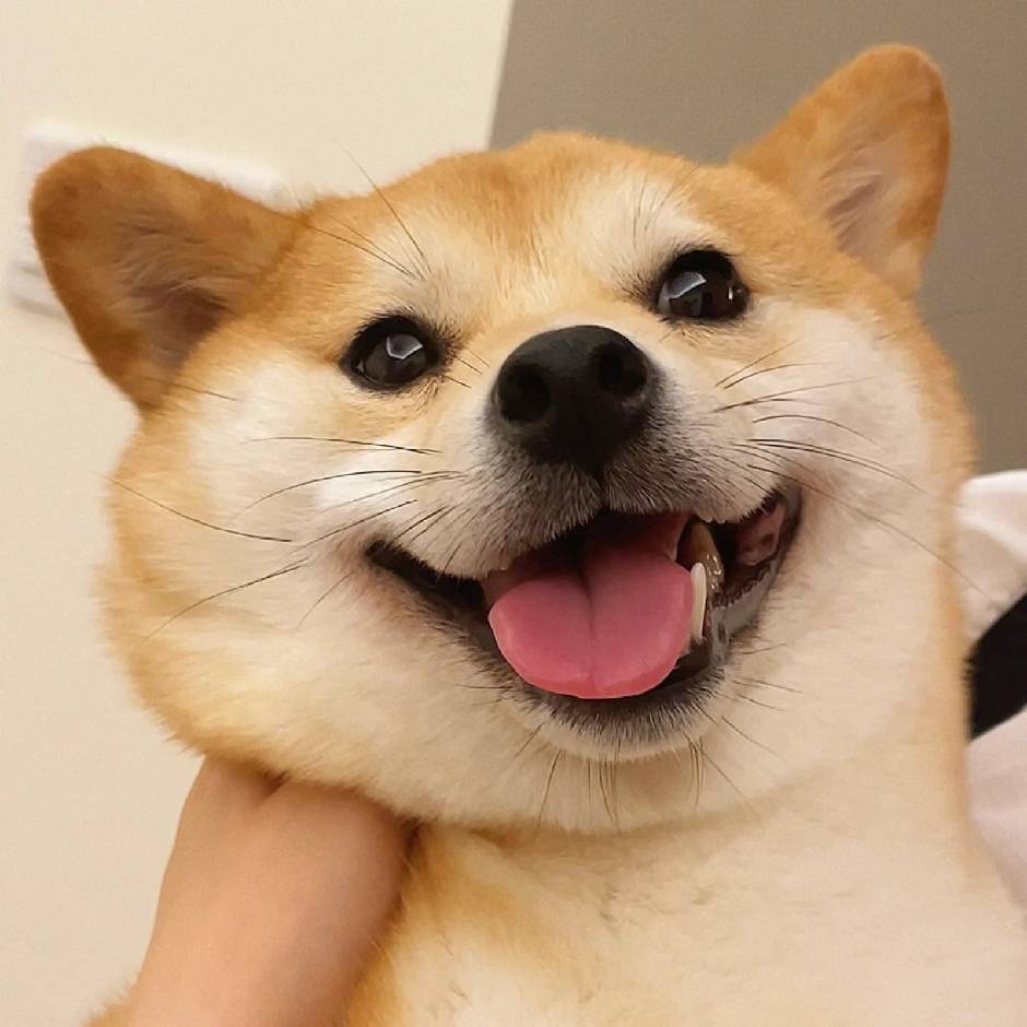 落叶亦有归期