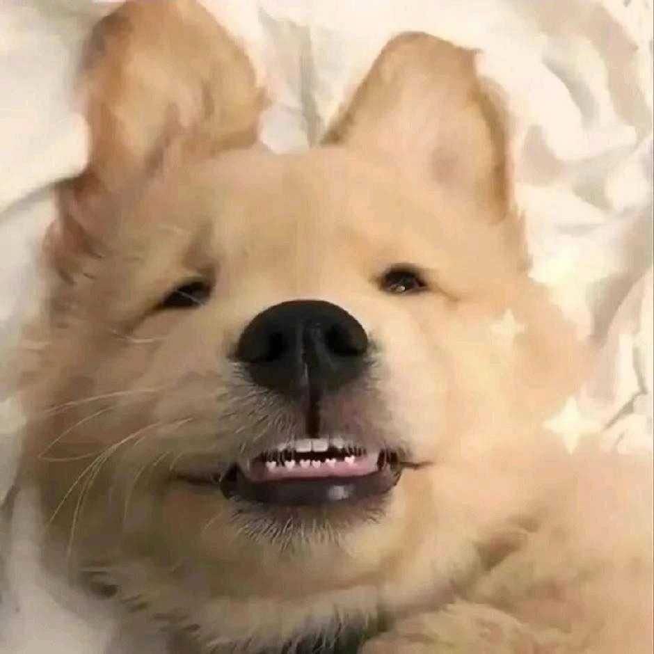 慕尼黑的黑