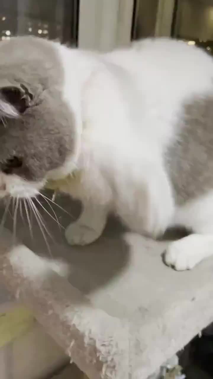 funny 在线蹲室友 