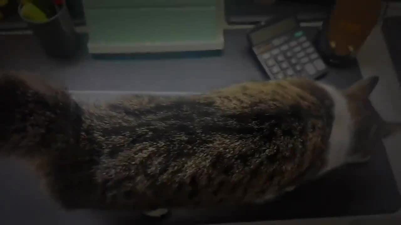 双休已挥霍｜元神归位🐒