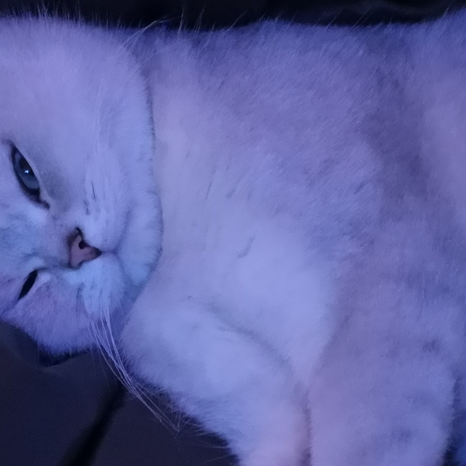 招财猫