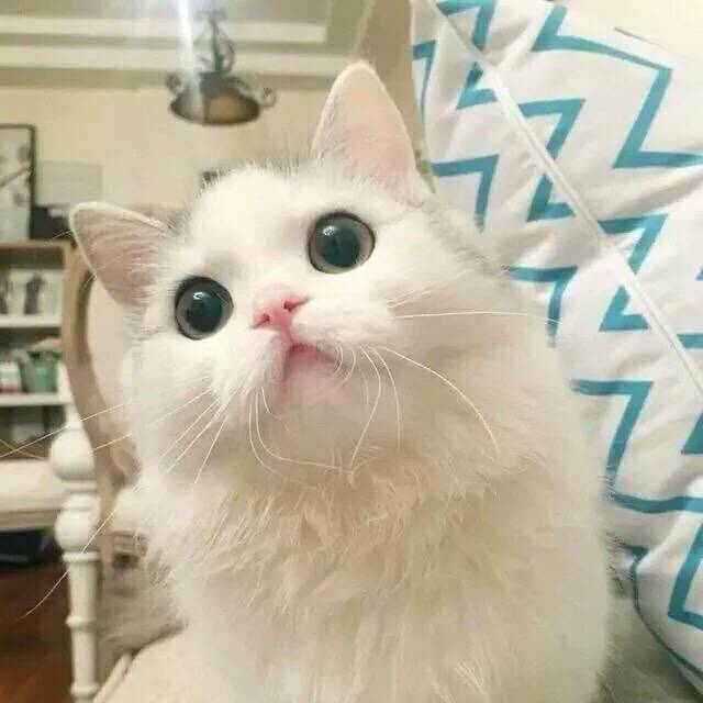 珏