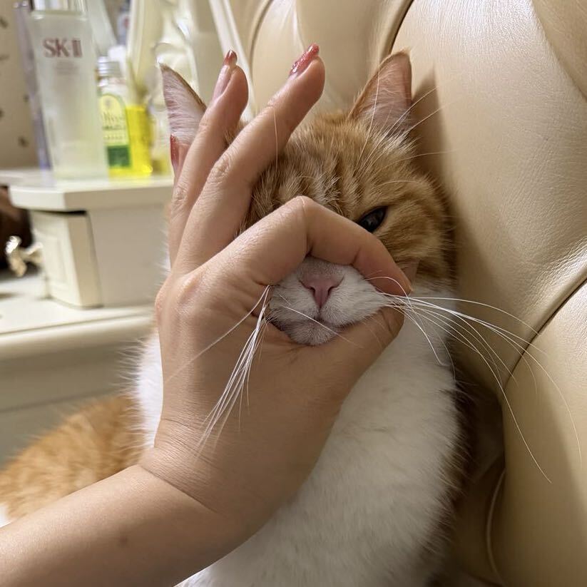 我的小猫汪汪叫😺