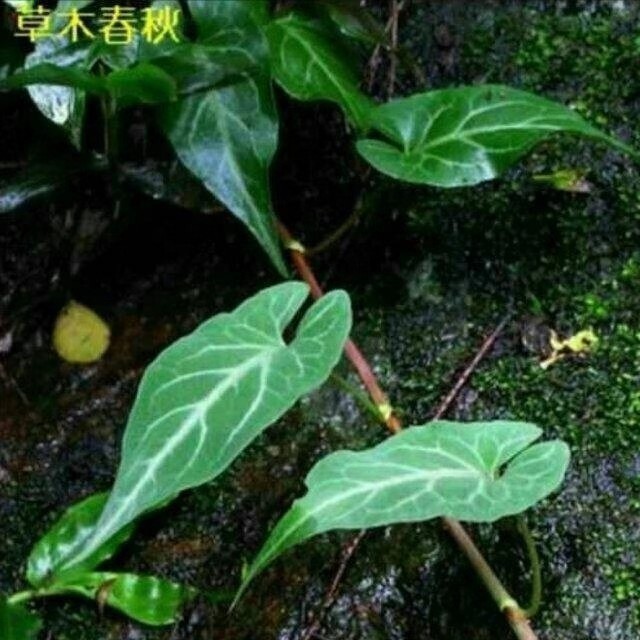 以文