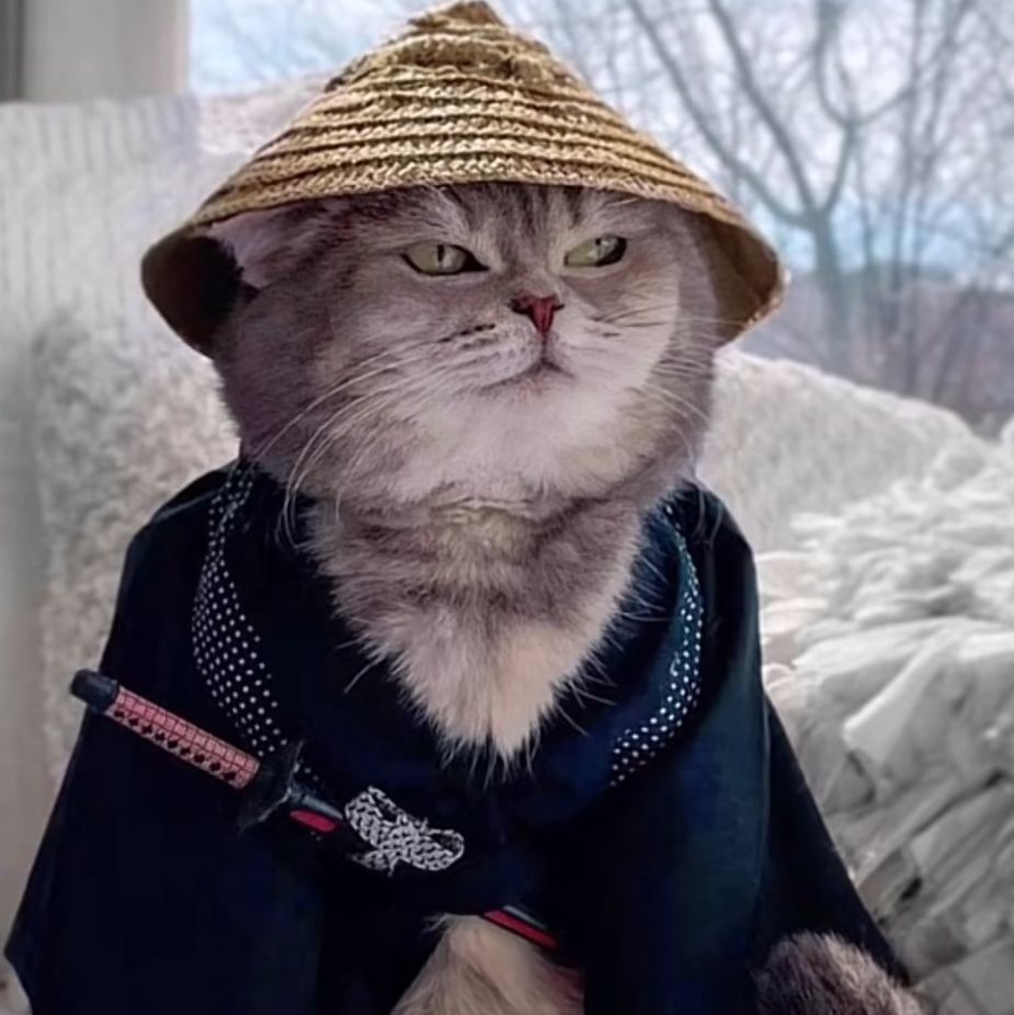 鱼巷猫未随