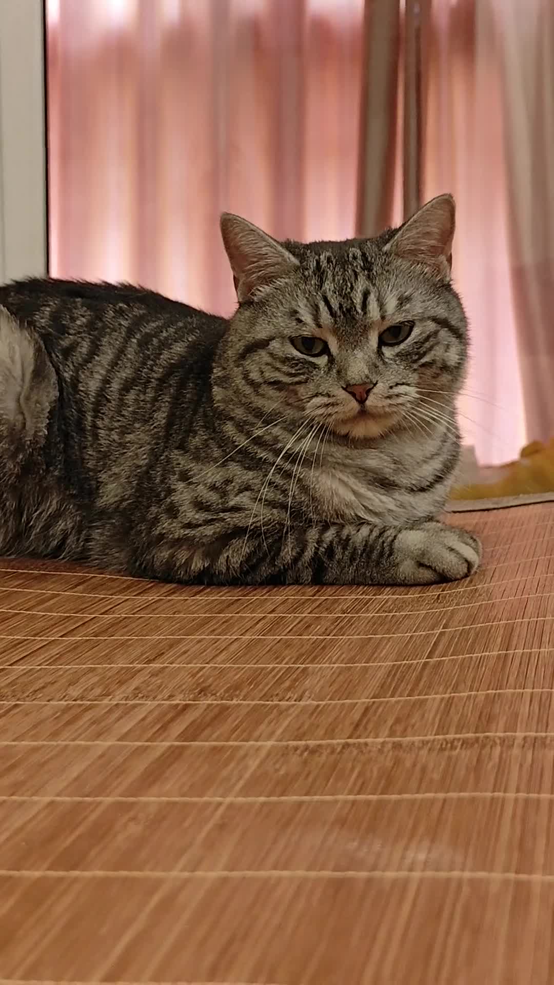 喵喵喵呀喵喵喵 碎碎念 