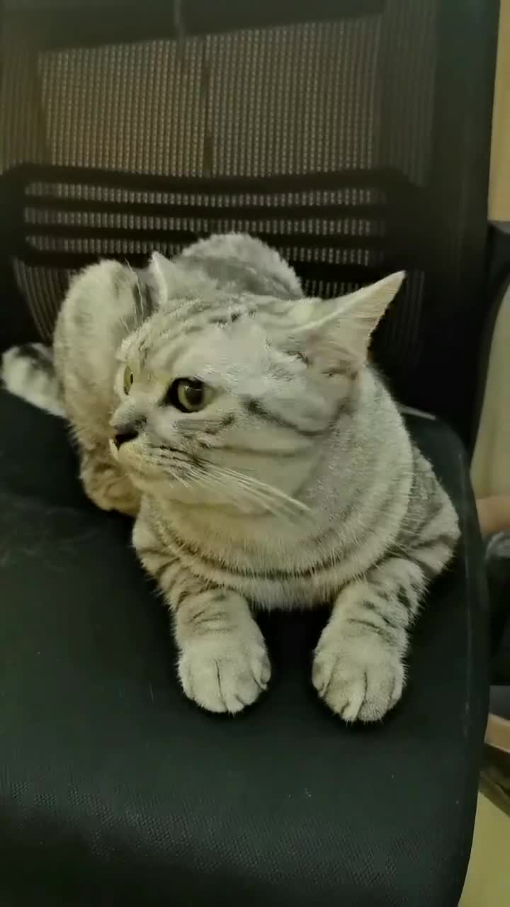 傲娇🐱